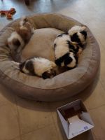Mal-Shi Puppies Photos