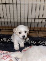 Mal-Shi Puppies for sale in Dallas, TX, USA. price: NA
