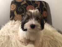 Mal-Shi Puppies for sale in St. Louis, MO, USA. price: NA
