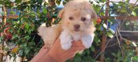 Mal-Shi Puppies for sale in Whittier, CA, USA. price: NA
