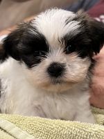 Mal-Shi Puppies for sale in Hattiesburg, MS, USA. price: NA