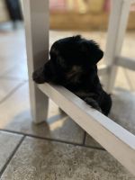 Mal-Shi Puppies for sale in Irving, TX, USA. price: NA