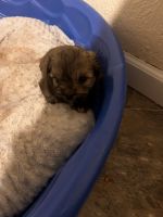 Mal-Shi Puppies for sale in Bethalto, IL, USA. price: $700