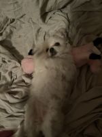 Mal-Shi Puppies for sale in Masury, OH 44438, USA. price: $300