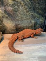 Mali Uromastyx Reptiles for sale in Matthews, NC, USA. price: $100