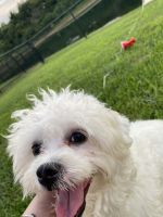 Maltese Puppies for sale in 7515 Jenison Dr, Indianapolis, IN 46217, USA. price: NA