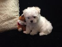 Maltese Puppies for sale in Independence, IA 50644, USA. price: NA