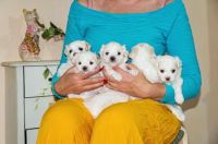Maltese Puppies for sale in Dallas, TX, USA. price: NA