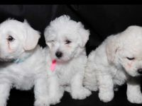 Maltese Puppies for sale in San Francisco, CA 94105, USA. price: NA