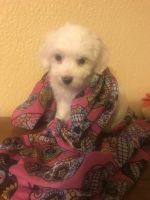 Maltese Puppies for sale in Irving, TX, USA. price: NA
