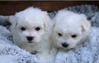Maltese Puppies for sale in 10100 Baltimore Ave, College Park, MD 20740, USA. price: NA
