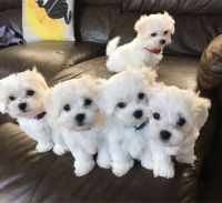 Maltese Puppies for sale in Area 51, NV, USA. price: NA