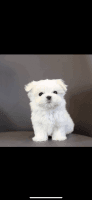 Maltese Puppies for sale in Salem, VA 24153, USA. price: NA