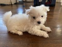 Maltese Puppies for sale in Eugene, OR 97404, USA. price: NA