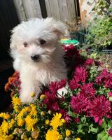 Maltese Puppies for sale in South Orange, NJ 07079, USA. price: NA