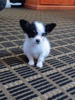 Maltese Puppies for sale in Winter Springs, FL 32708, USA. price: NA
