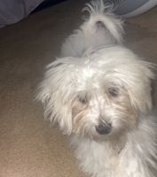 Maltese Puppies for sale in Youngstown, OH, USA. price: NA