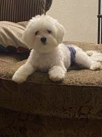 Maltese Puppies for sale in 998 58th Ave S, St. Petersburg, FL 33705, USA. price: NA