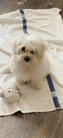 Maltese Puppies for sale in Philadelphia, PA, USA. price: NA