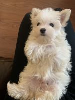 Maltese Puppies for sale in McKinney, TX, USA. price: NA