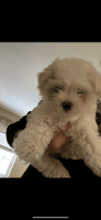 Maltese Puppies for sale in Monroe, NY 10950, USA. price: NA