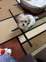 Maltese Puppies for sale in Pittsburgh, PA, USA. price: NA