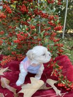 Maltese Puppies for sale in Garner, NC, USA. price: NA