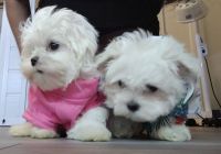 Maltese Puppies for sale in Dallas, TX, USA. price: NA