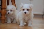 Maltese Puppies for sale in 384 S Highland Ave, Pittsburgh, PA 15206, USA. price: NA