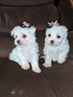 Maltese Puppies for sale in Moselle, MS 39459, USA. price: NA