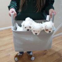 Maltese Puppies for sale in Utah County, UT, USA. price: NA