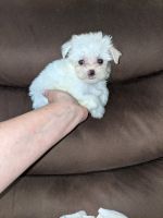 Maltese Puppies for sale in Moselle, MS 39459, USA. price: NA