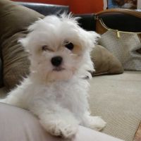 Maltese Puppies for sale in Brooklyn, NY, USA. price: NA