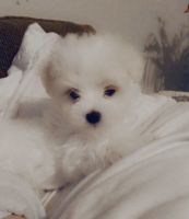 Maltese Puppies for sale in Southern Pines, NC, USA. price: NA