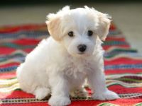 Maltese Puppies for sale in Caney, KS 67333, USA. price: NA