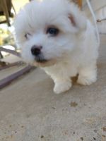 Maltese Puppies for sale in Oakdale, LA 71463, USA. price: NA