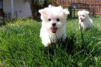 Maltese Puppies for sale in West Virginia Capitol Building, Charleston, WV 25305, USA. price: NA