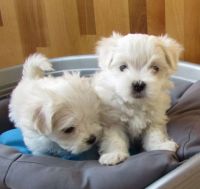 Maltese Puppies for sale in W Van Buren St, Goodyear, AZ 85338, USA. price: NA