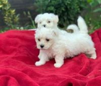 Maltese Puppies for sale in Brookline, MA, USA. price: NA