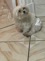 Maltese Puppies for sale in 51 Cedar Pl, Yonkers, NY 10705, USA. price: NA