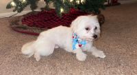 Maltese Puppies for sale in Concord, NC, USA. price: NA