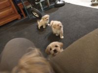 Maltese Puppies for sale in Tempe, AZ 85282, USA. price: NA
