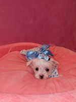 Maltese Puppies for sale in Broward County, FL, USA. price: NA