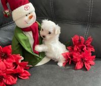 Maltese Puppies for sale in Plant City, FL, USA. price: NA