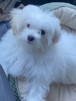 Maltese Puppies for sale in Key West, FL 33040, USA. price: NA