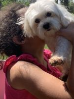 Maltese Puppies for sale in Richmond, TX, USA. price: NA