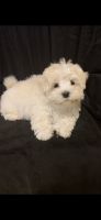 Maltese Puppies for sale in Smithtown, NY, USA. price: NA