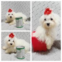 Maltese Puppies for sale in Taylor, TX 76574, USA. price: NA