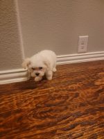 Maltese Puppies for sale in Grand Prairie, TX, USA. price: NA