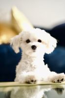 Maltese Puppies for sale in Lawrenceville, GA, USA. price: NA